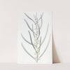 Leprous Acacia (1815-1819) by Sydenham Edwards