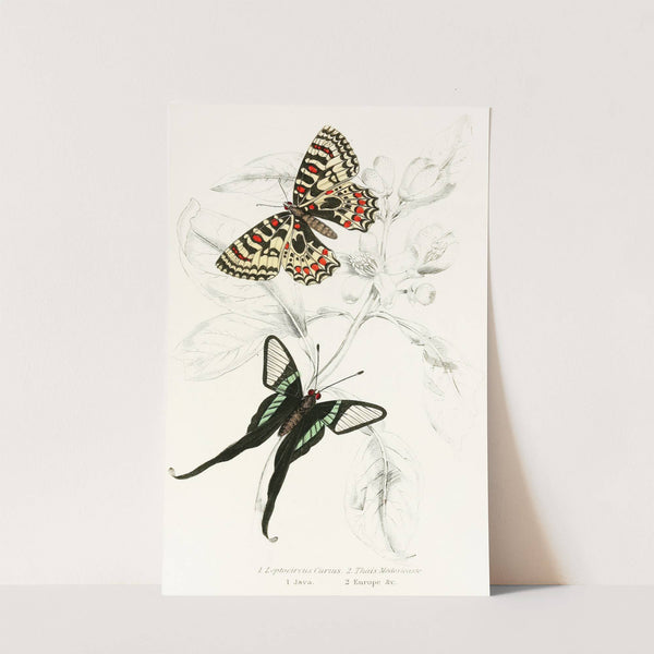 Leptocircus Curius,Thais Medesicaste by James Duncan