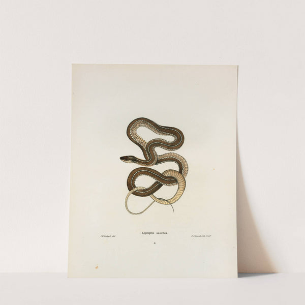 Leptophis sauritus. by John Edwards Holbrook