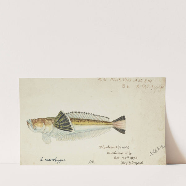 Leptoscopus macropygus (NZ) : Estuarine stargazer (1870) by Frank Edward Clarke