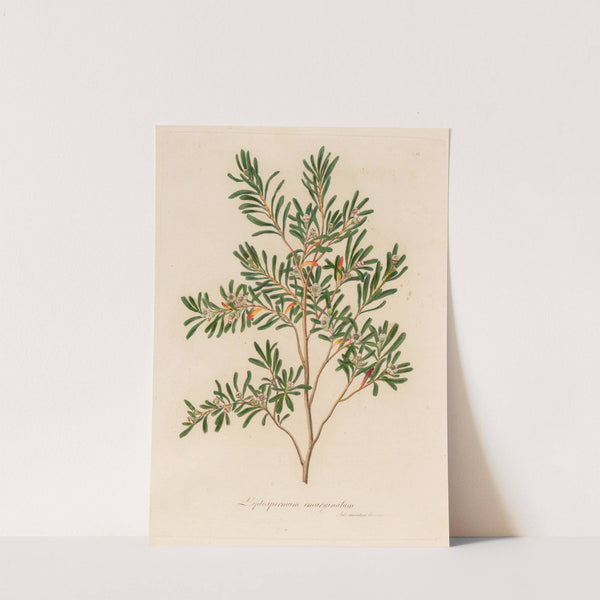 Leptospermum emarginatum (1818-1824) by Gaetano Savi