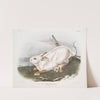 Lepus Americanus, Northern Hare. Natural size. Winter. (1845-1848) by John Woodhouse Audubon