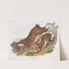 Lepus Americanus, Northern Hare. Summer. Natural size. 1. Male, 2. Female. (1845-1848) by John Woodhouse Audubon