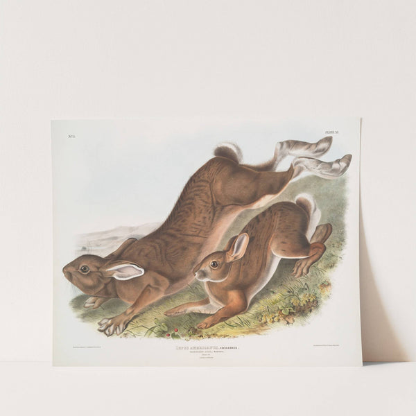Lepus Americanus, Northern Hare. Summer. Natural size. 1. Male, 2. Female. (1845-1848) by John Woodhouse Audubon