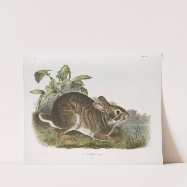 Lepus aquaticus, Swamp Hare. Natural size. Male. (1845-1848) by John Woodhouse Audubon