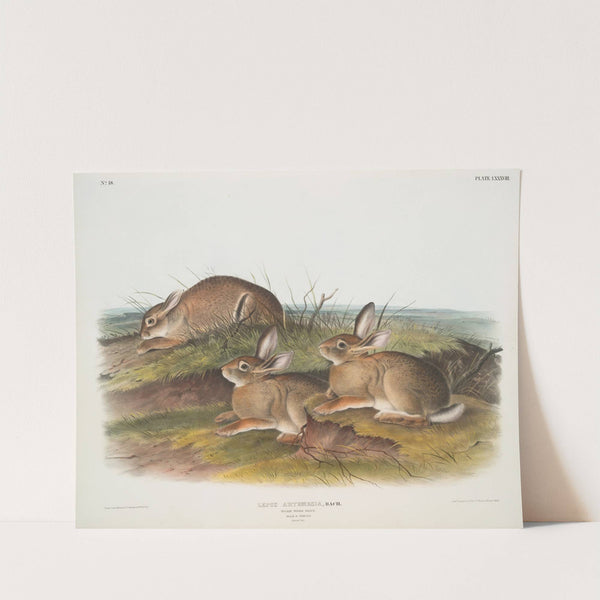 Lepus artemesia, Warm Wood HAre. (Male & female. Natural size.) (1845-1848) by John Woodhouse Audubon
