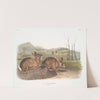 Lepus Bachmani, Bachman’s Hare. Natural size. (1845-1848) by John Woodhouse Audubon