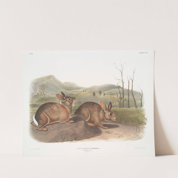 Lepus Bachmani, Bachman’s Hare. Natural size. (1845-1848) by John Woodhouse Audubon