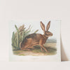 Lepus californicus, Californian Hare. Natural size. (1845-1848) by John Woodhouse Audubon