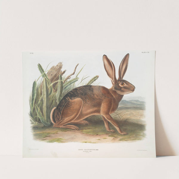 Lepus californicus, Californian Hare. Natural size. (1845-1848) by John Woodhouse Audubon
