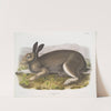 Lepus glacialis, Polar Hare. Natural size. (1845-1848) by John Woodhouse Audubon