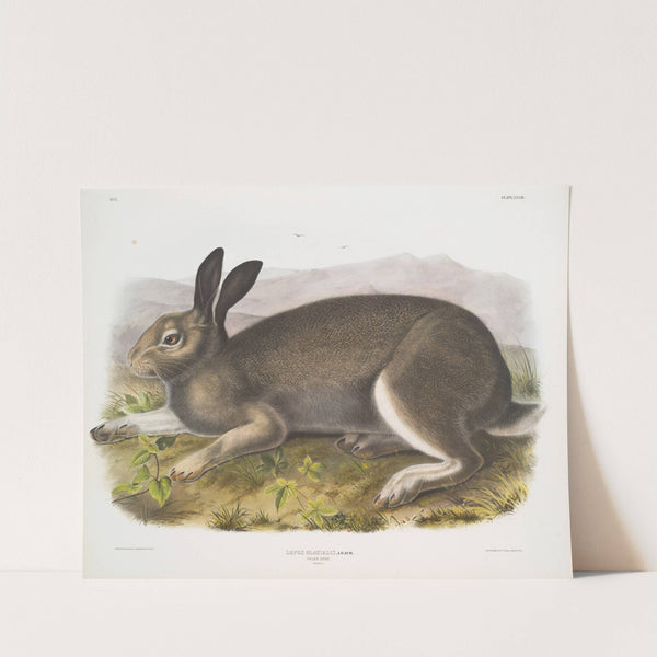 Lepus glacialis, Polar Hare. Natural size. (1845-1848) by John Woodhouse Audubon