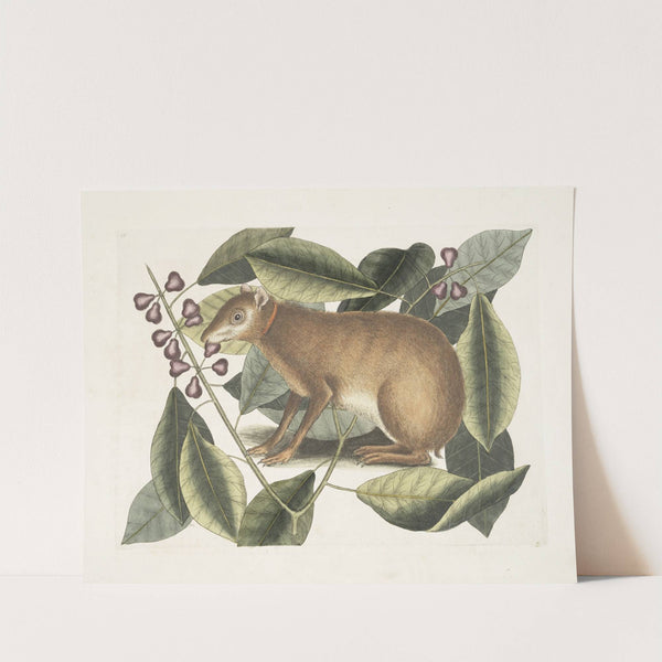 Lepus Javensis, The Java Hare; Ficus citrii folio &c. by Mark Catesby