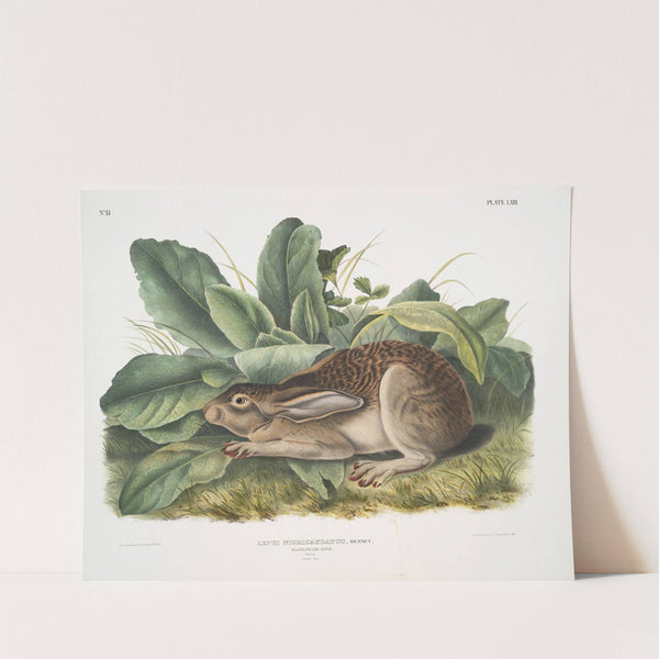 Lepus negricaudatus, Black-tailed Hare. Male. Natural size. (1845-1848) by John Woodhouse Audubon