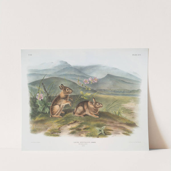 Lepus nuttallii, Nuttall’s Hare. (Males. Natural size.) (1845-1848) by John Woodhouse Audubon