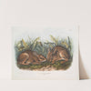 Lepus palustris, Marsh Hare. Natural size. (1845-1848) by John Woodhouse Audubon