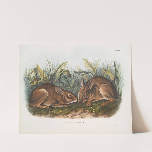 Lepus palustris, Marsh Hare. Natural size. (1845-1848) by John Woodhouse Audubon
