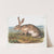 Lepus Texianus, Texian Hare. Male. Natural size. (1845-1848) by John Woodhouse Audubon