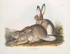 Lepus Townsendii, Townsend’s Rocky Mountain Hare. Natural size. Male & Female.