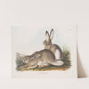 Lepus Townsendii, Townsend’s Rocky Mountain Hare. Natural size. Male & Female. (1845-1848) by John Woodhouse Audubon