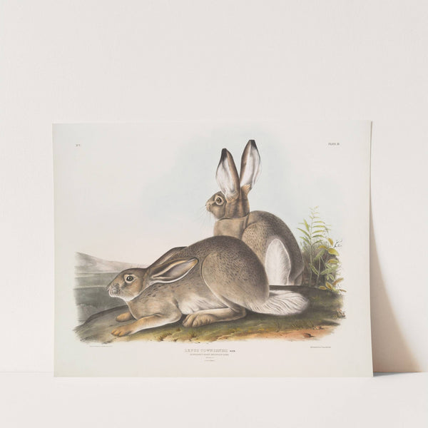 Lepus Townsendii, Townsend’s Rocky Mountain Hare. Natural size. Male & Female. (1845-1848) by John Woodhouse Audubon