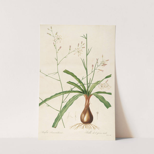 Les liliacees Pl.01 (1805-1816) by Pierre Joseph Redouté