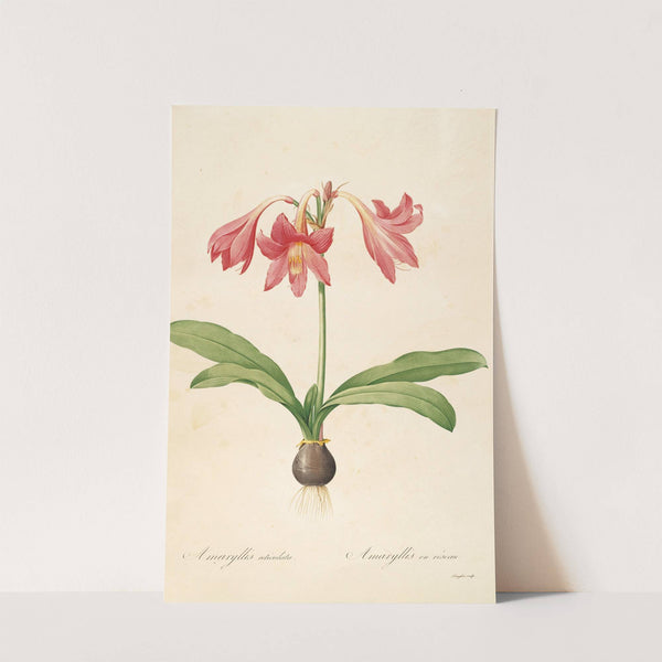 Les liliacees Pl.04 (1805-1816) by Pierre Joseph Redouté