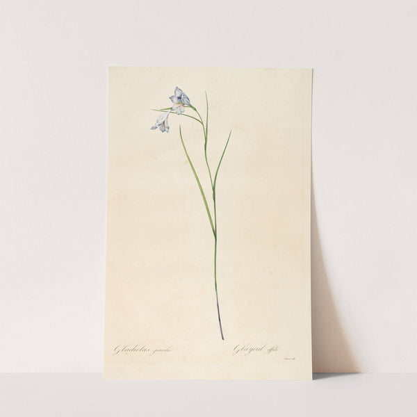 Les liliacees Pl.05 (1805-1816) by Pierre Joseph Redouté