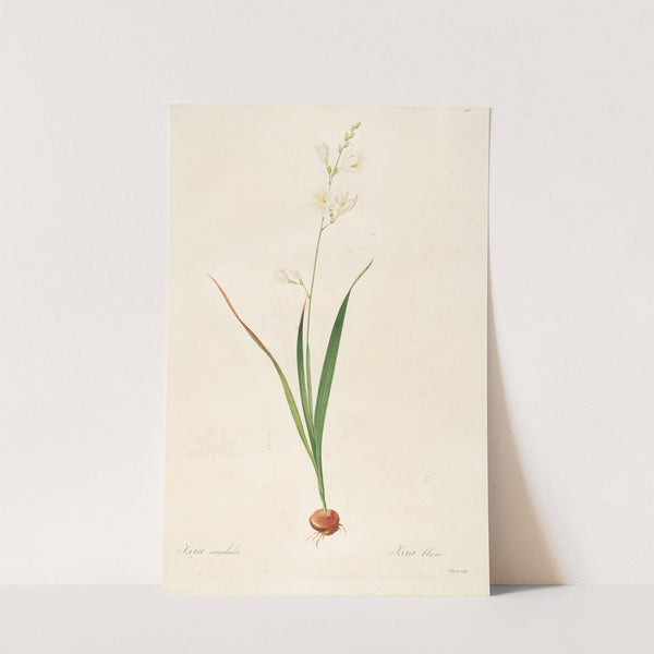 Les liliacees Pl.06 (1805-1816) by Pierre Joseph Redouté