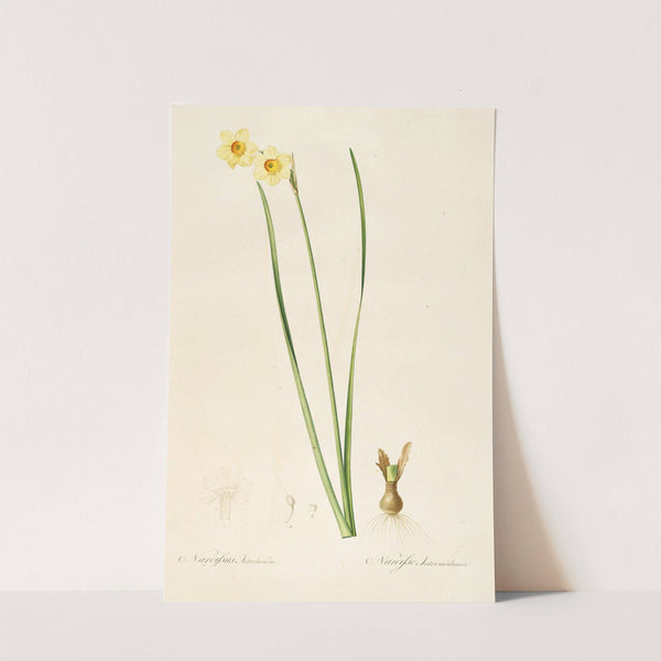 Les liliacees Pl.07 (1805-1816) by Pierre Joseph Redouté