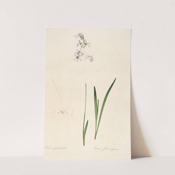 Les liliacees Pl.11 (1805-1816) by Pierre Joseph Redouté