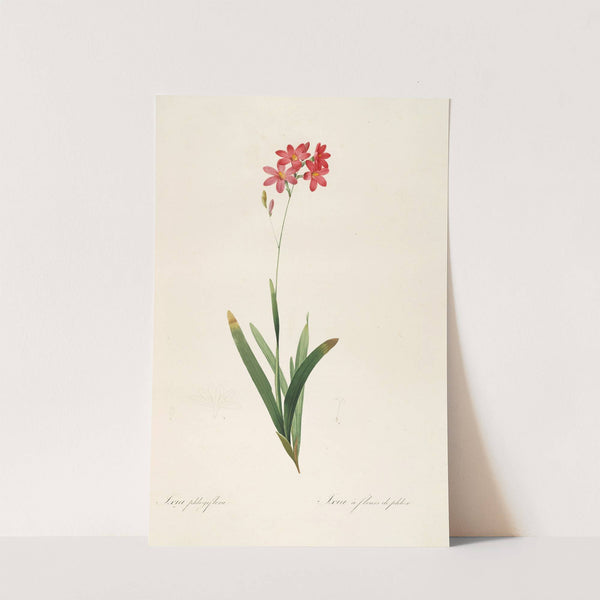 Les liliacees Pl.12 (1805-1816) by Pierre Joseph Redouté