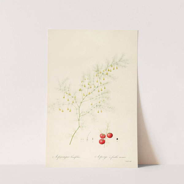 Les liliacees Pl.14 (1805-1816) by Pierre Joseph Redouté