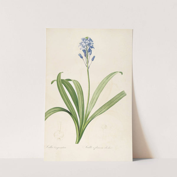 Les liliacees Pl.15 (1805-1816) by Pierre Joseph Redouté