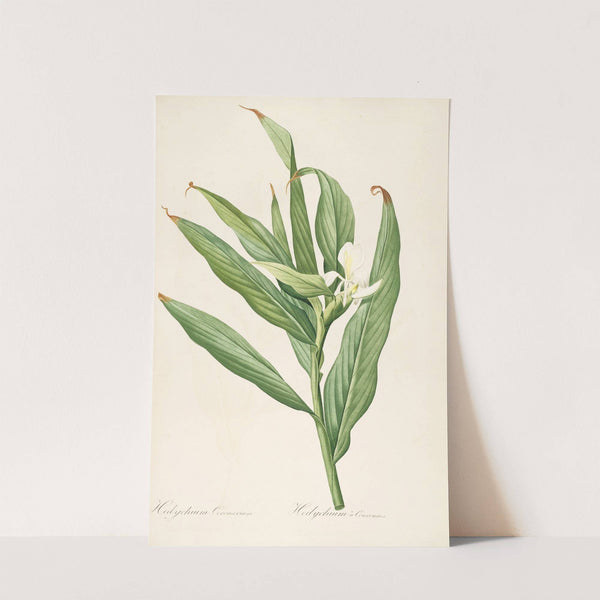 Les liliacees Pl.16 (1805-1816) by Pierre Joseph Redouté