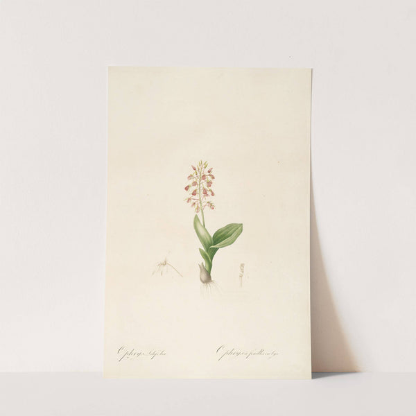 Les liliacees Pl.17 (1805-1816) by Pierre Joseph Redouté