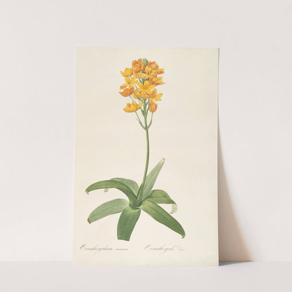 Les liliacees Pl.19 (1805-1816) by Pierre Joseph Redouté