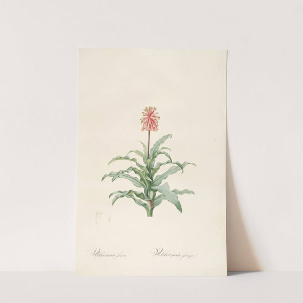 Les liliacees Pl.20 (1805-1816) by Pierre Joseph Redouté