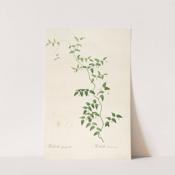 Les liliacees Pl.21 (1805-1816) by Pierre Joseph Redouté