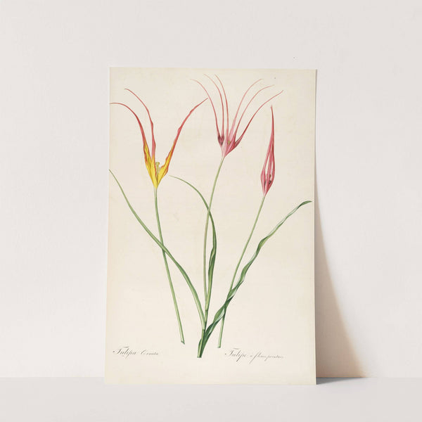 Les liliacees Pl.24 (1805-1816) by Pierre Joseph Redouté