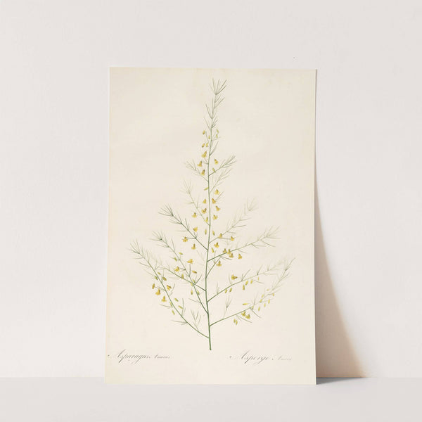 Les liliacees Pl.25 (1805-1816) by Pierre Joseph Redouté