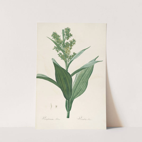 Les liliacees Pl.26 (1805-1816) by Pierre Joseph Redouté