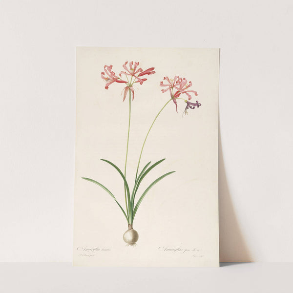 Les liliacees Pl.29 (1805-1816) by Pierre Joseph Redouté