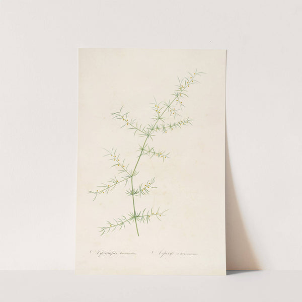 Les liliacees Pl.30 (1805-1816) by Pierre Joseph Redouté