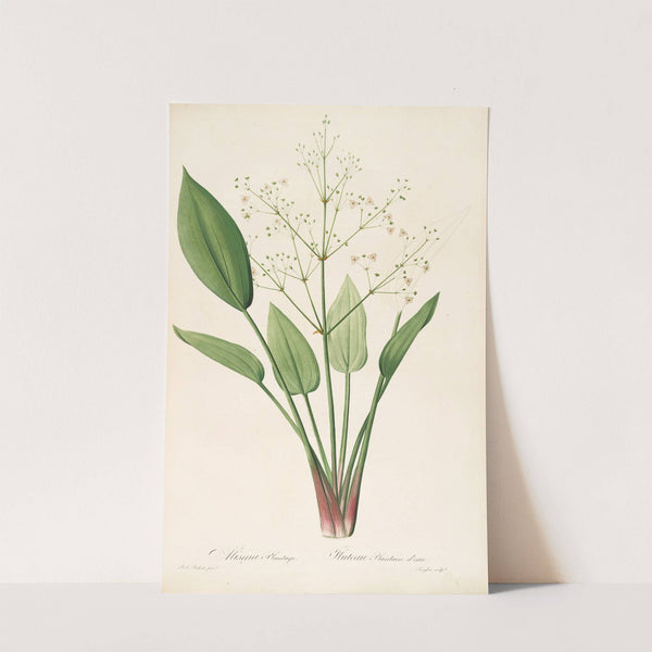 Les liliacees Pl.31 (1805-1816) by Pierre Joseph Redouté