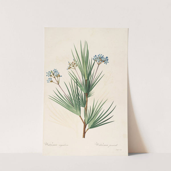 Les liliacees Pl.32 (1805-1816) by Pierre Joseph Redouté