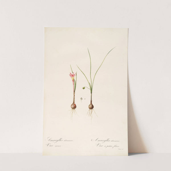 Les liliacees Pl.33 (1805-1816) by Pierre Joseph Redouté