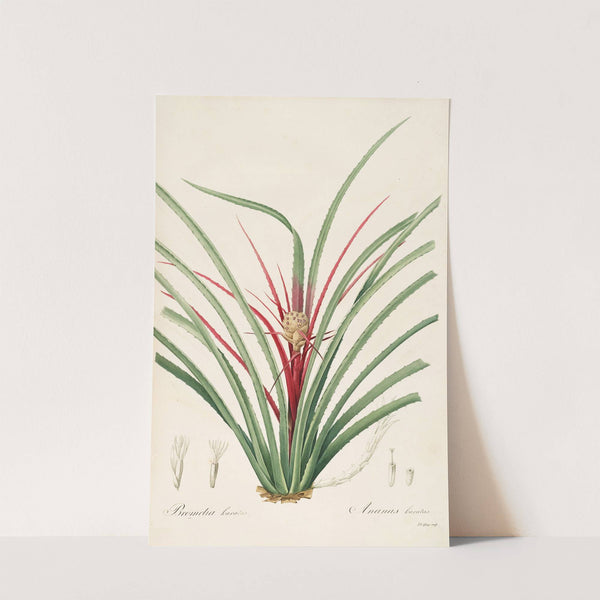 Les liliacees Pl.36 (1805-1816) by Pierre Joseph Redouté