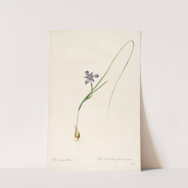 Les liliacees Pl.37 (1805-1816) by Pierre Joseph Redouté