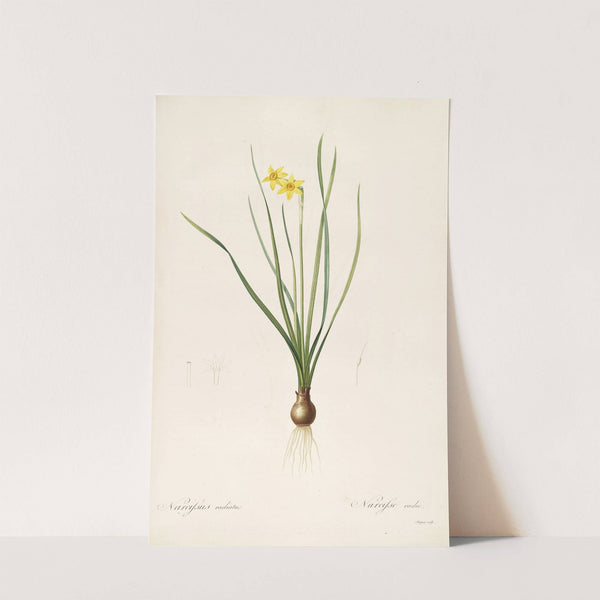 Les liliacees Pl.38 (1805-1816) by Pierre Joseph Redouté